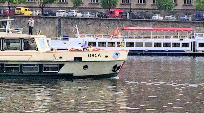 Orca op Laag Water